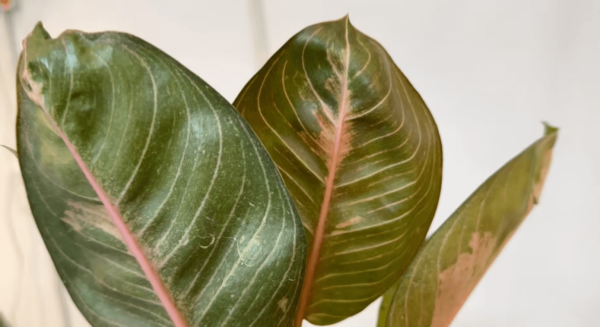 Aglaonema ‘Moonlight Green’