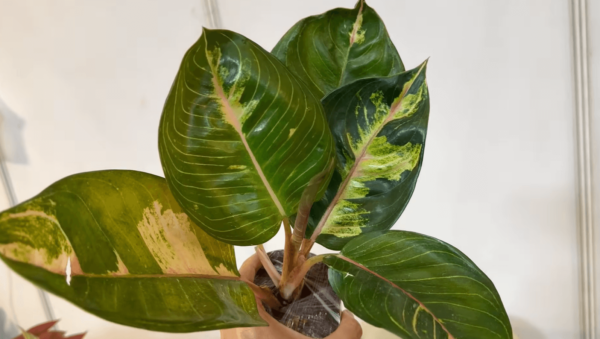 Aglaonema ‘Moonlight Green’