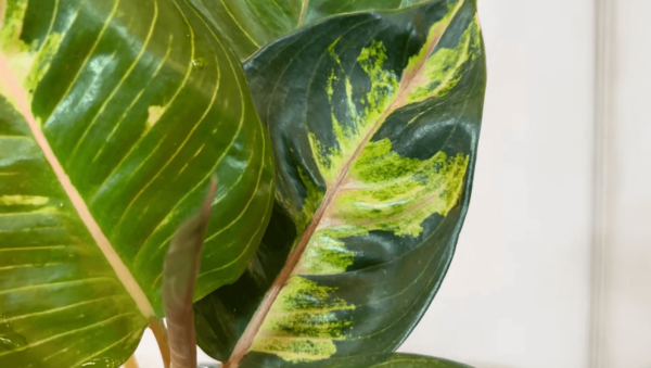 Aglaonema ‘Moonlight Green’