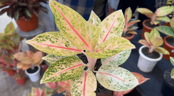 粗肋草‘维图拉’