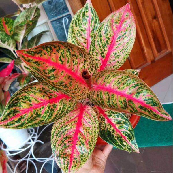 粗肋草‘维图拉’