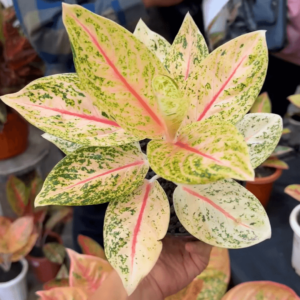 粗肋草‘维图拉’