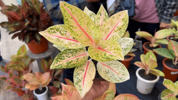 粗肋草‘维图拉’
