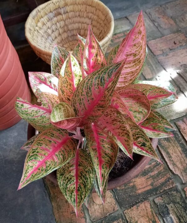 粗肋草‘维图拉’