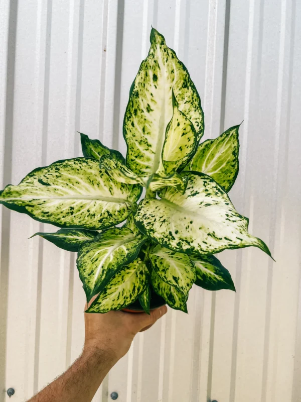 Dieffenbachia Amy