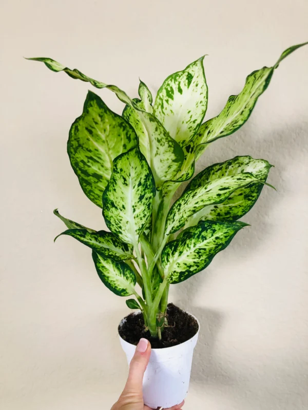 Dieffenbachia Amy