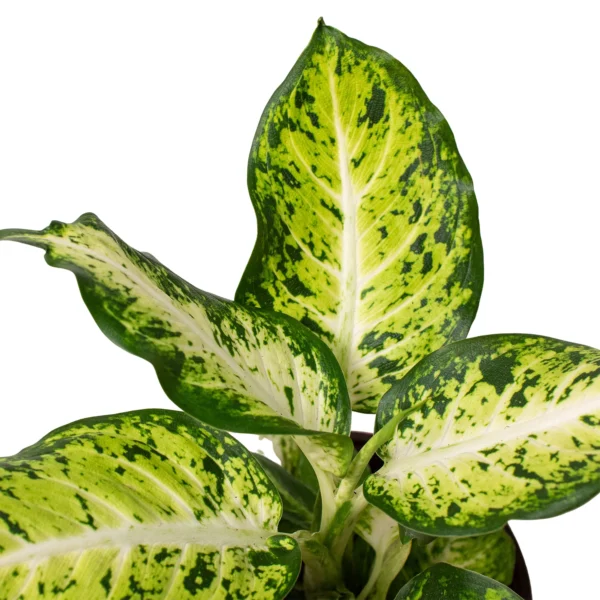 Dieffenbachia Amy