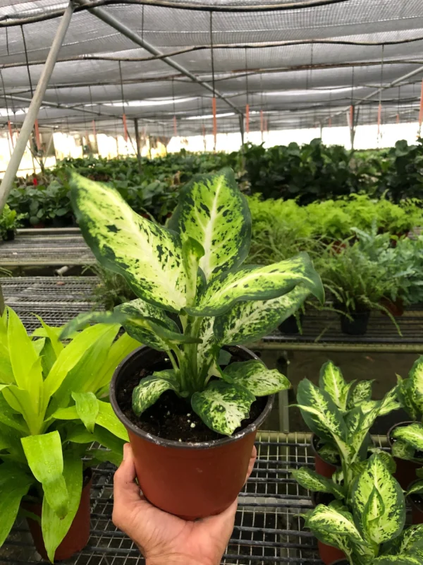 Dieffenbachia Amy
