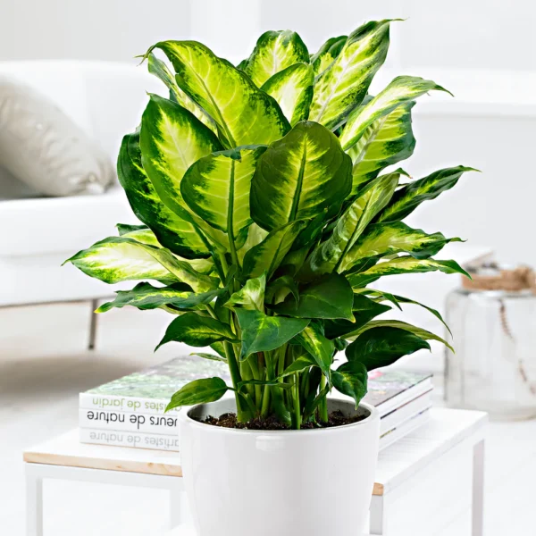 Camille Dieffenbachia