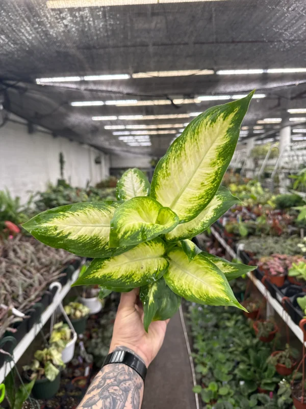 Dieffenbachia Camille