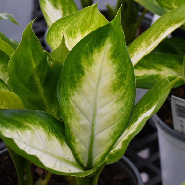 Dieffenbachia Camille
