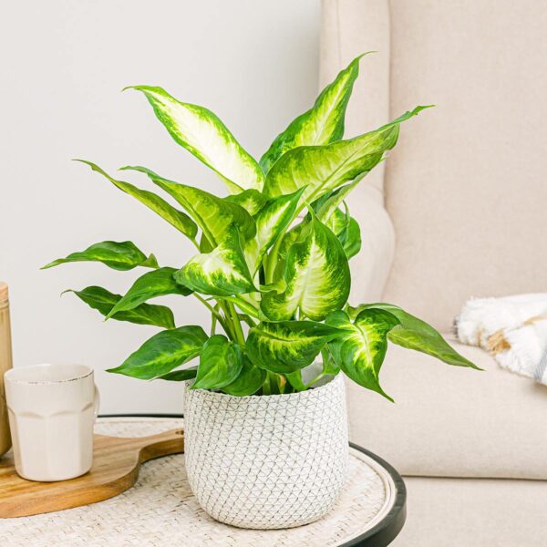 Dieffenbachia Camille