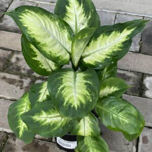 Dieffenbachia Camille