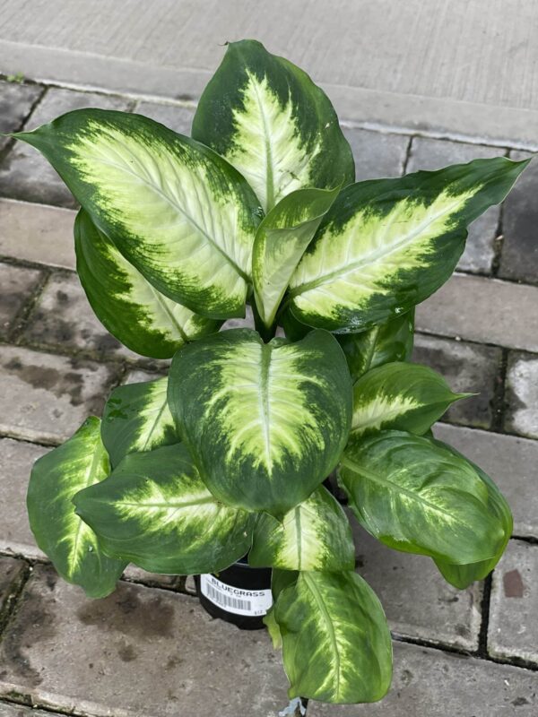 Dieffenbachia Camille