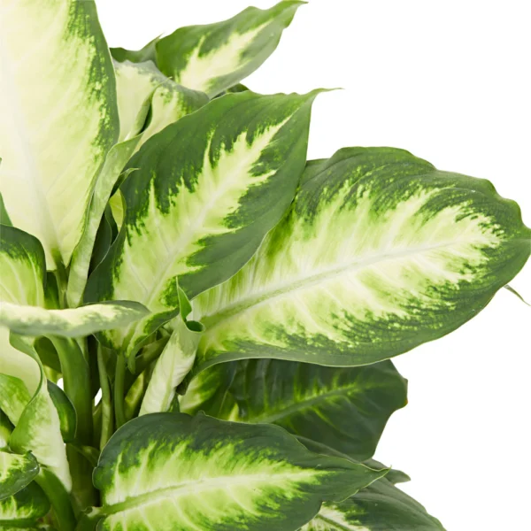 Dieffenbachia Camille