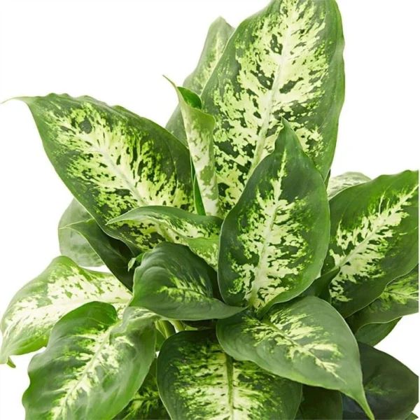 Dieffenbachia Compacta