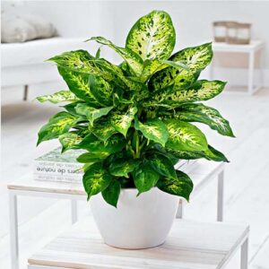 Dieffenbachia Compacta