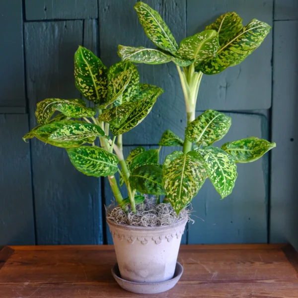 Dieffenbachia Reflector