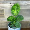 Vạn Niên Thanh Reflector (Dieffenbachia Reflector)