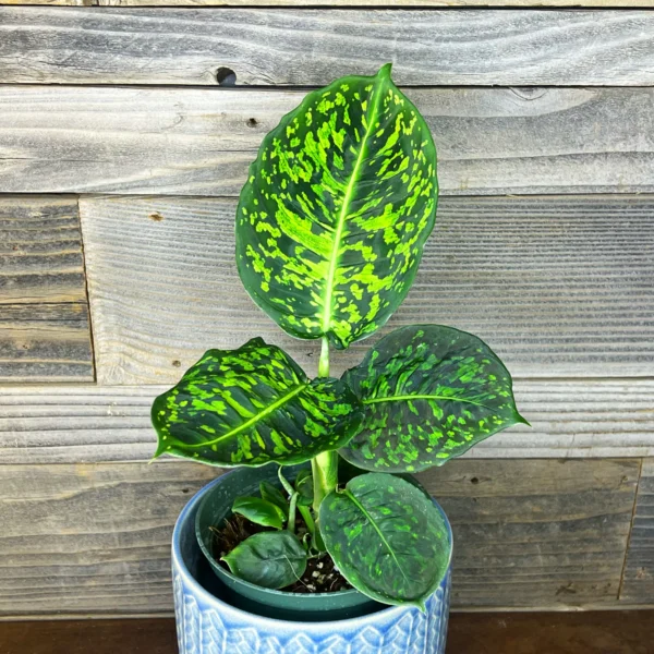 Dieffenbachia Reflector