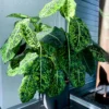 Vạn Niên Thanh Reflector (Dieffenbachia Reflector)