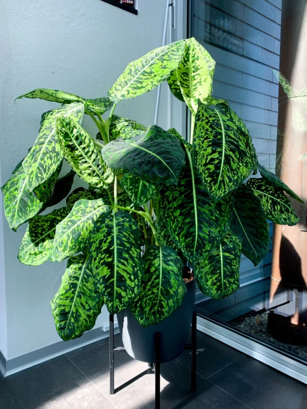 Dieffenbachia Reflector
