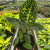 Vạn Niên Thanh Reflector (Dieffenbachia Reflector)