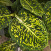 Vạn Niên Thanh Reflector (Dieffenbachia Reflector)