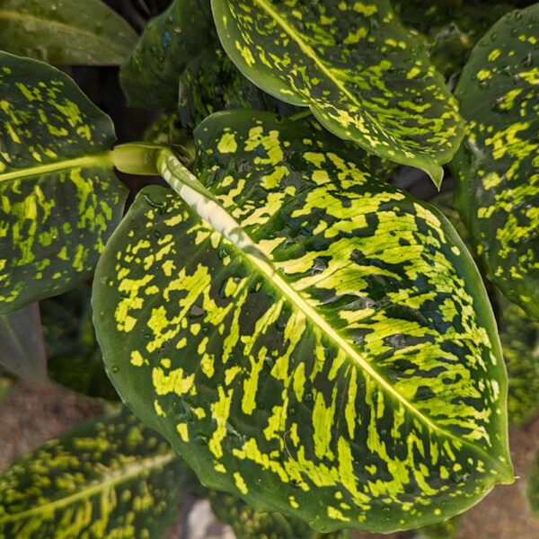 Dieffenbachia Reflector