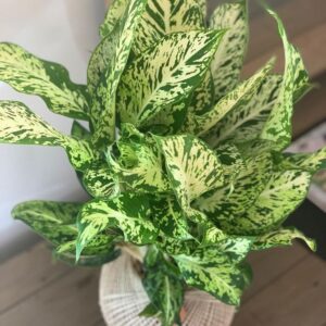 Dieffenbachia Sparkle