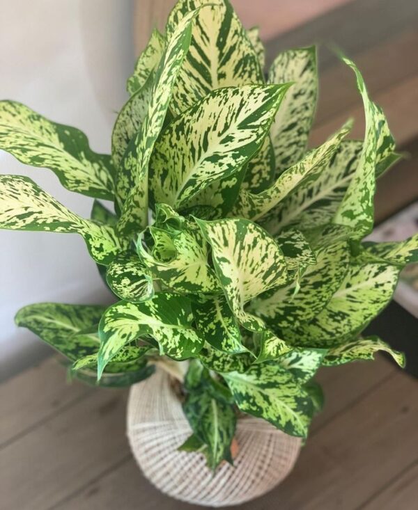 Dieffenbachia Sparkle