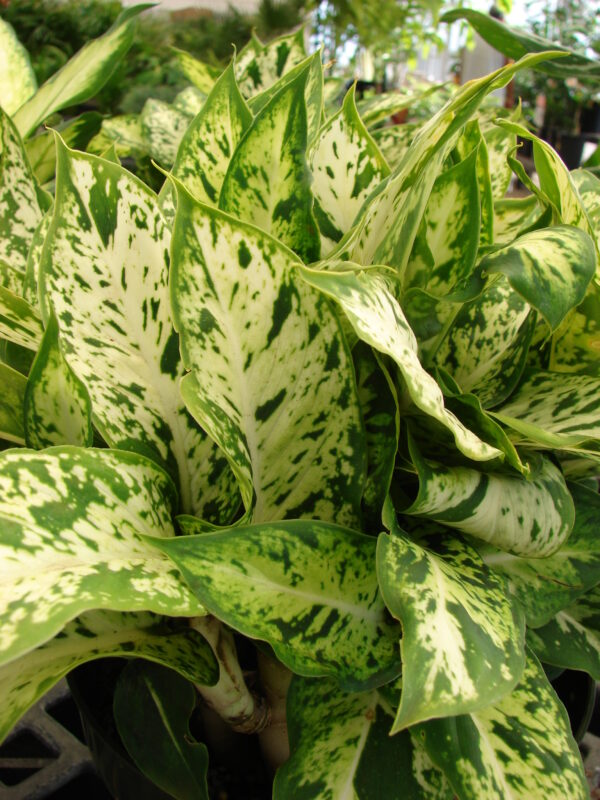 Dieffenbachia Sparkle