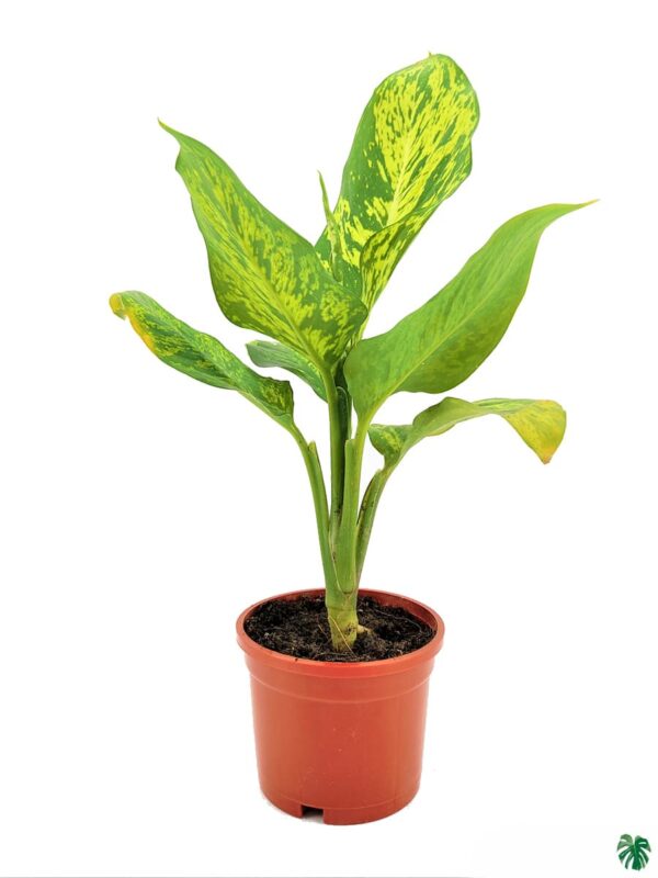 Dieffenbachia Sparkle
