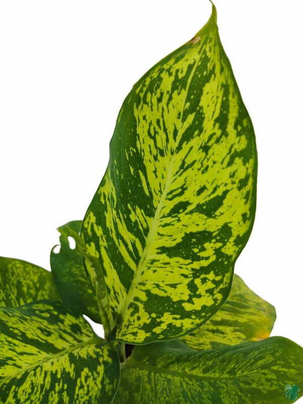 Dieffenbachia Sparkle