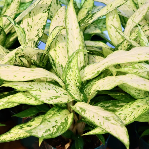 花叶万年青星光灿烂
