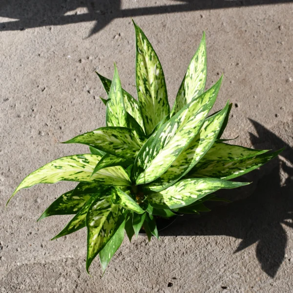 花叶万年青星光灿烂