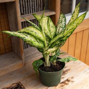 Dieffenbachia Star Bright