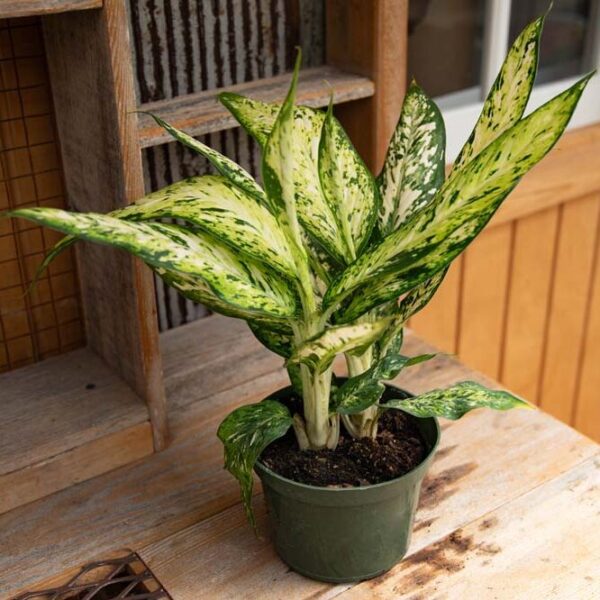 Dieffenbachia Star Bright