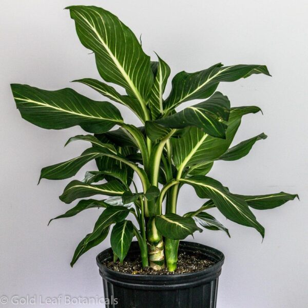 Vạn Niên Thanh Sterling (Dieffenbachia Sterling)