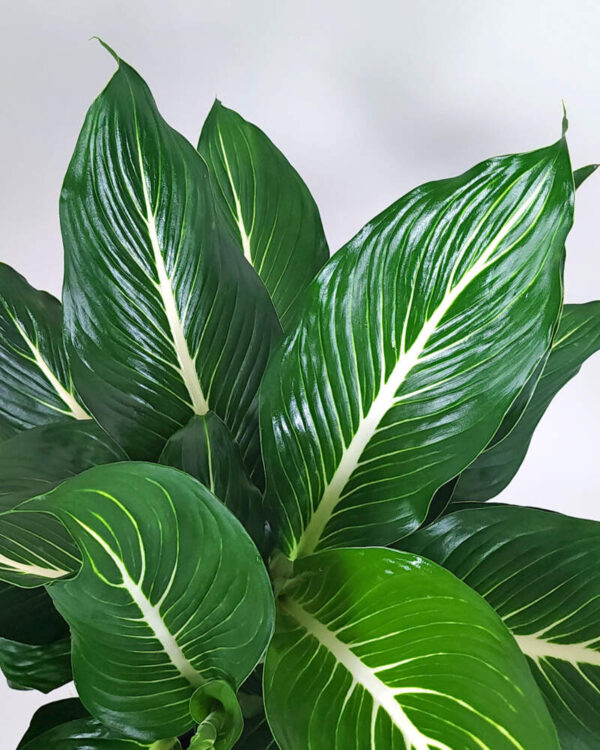 Vạn Niên Thanh Sterling (Dieffenbachia Sterling)