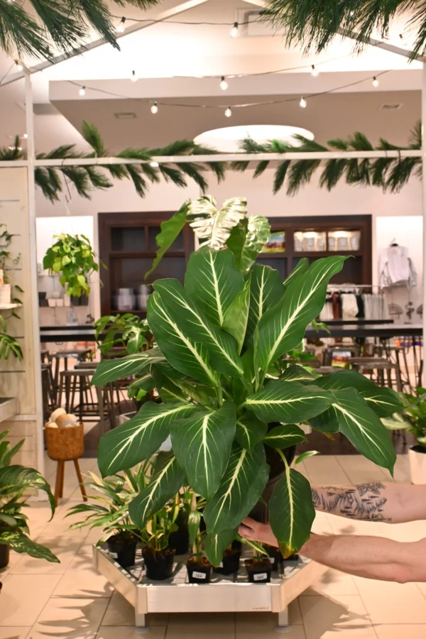 Vạn Niên Thanh Sterling (Dieffenbachia Sterling)