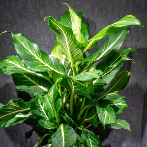 Vạn Niên Thanh Sterling (Dieffenbachia Sterling)