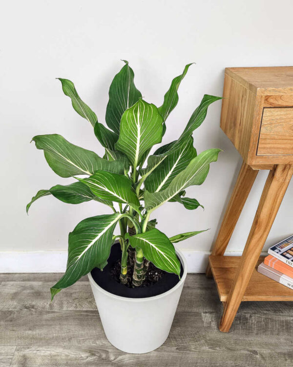 Vạn Niên Thanh Sterling (Dieffenbachia Sterling)
