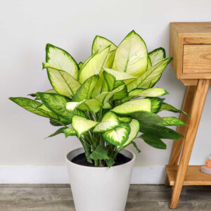 Dieffenbachia Tropic Marianne