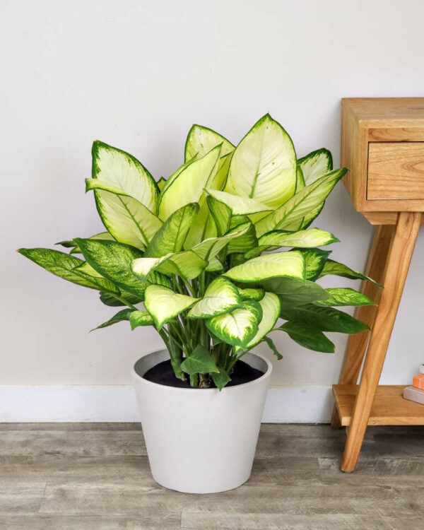 Dieffenbachia Tropic Marianne