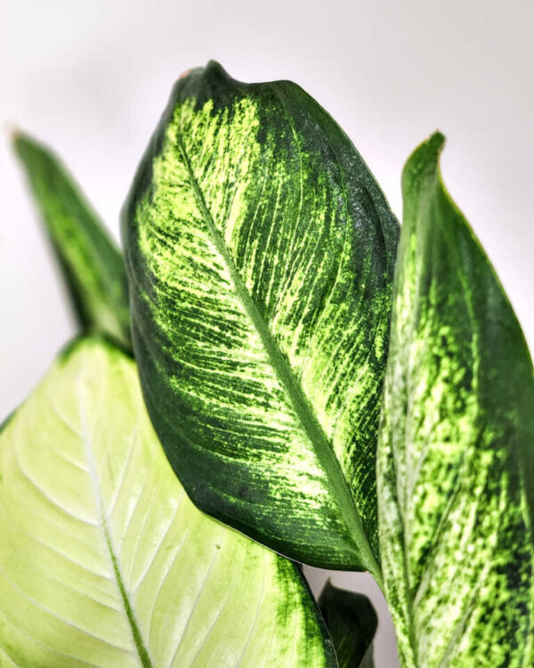 Vạn Niên Thanh Tropic Marianne (Dieffenbachia Tropic Marianne)