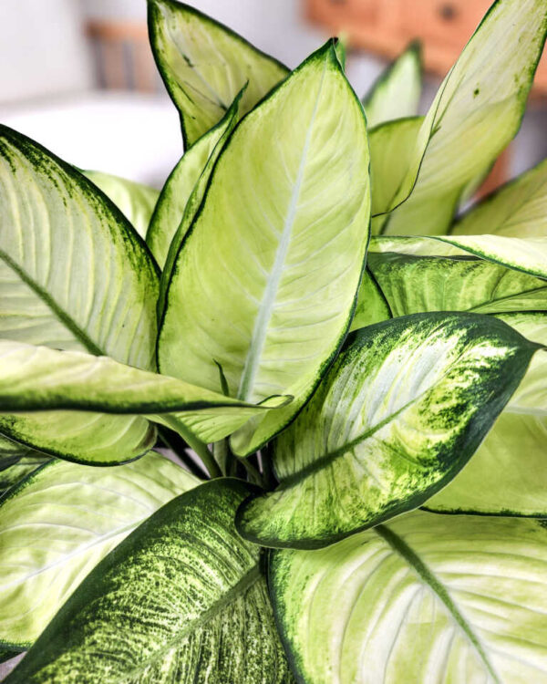 Vạn Niên Thanh Tropic Marianne (Dieffenbachia Tropic Marianne)