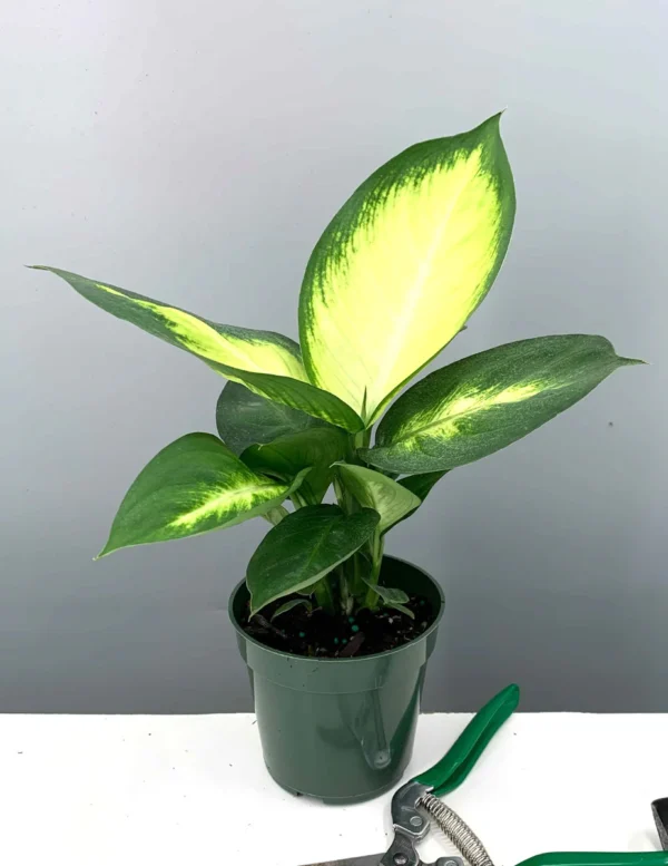 Vạn Niên Thanh Tropic Marianne (Dieffenbachia Tropic Marianne)