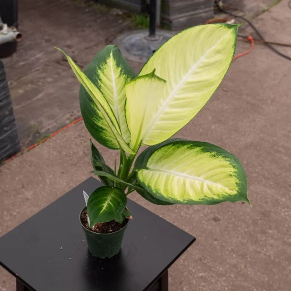 Vạn Niên Thanh Tropic Marianne (Dieffenbachia Tropic Marianne)