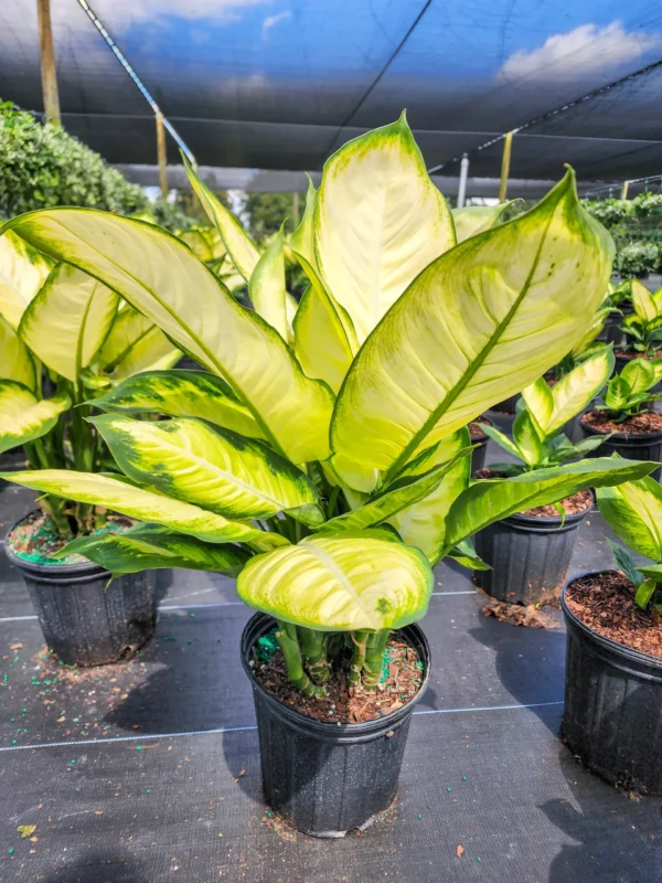 Vạn Niên Thanh Tropic Marianne (Dieffenbachia Tropic Marianne)